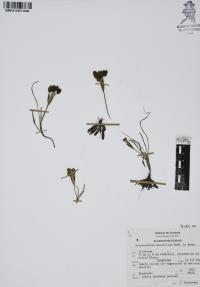 Sisyrinchium tenuifolium image